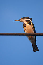 Picture 'Br1_1_00817 Kingfisher, Brazil'